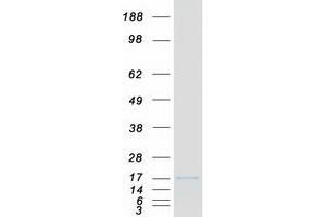 Western Blotting (WB) image for LSM10, U7 Small Nuclear RNA Associated (LSM10) protein (Myc-DYKDDDDK Tag) (ABIN2724976)