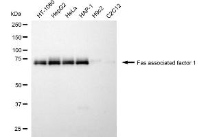 Western blotting analysis using fas associated factor 1 antibody (ABIN7798576).