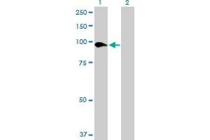 Western Blot analysis of SLC26A6 expression in transfected 293T cell line by SLC26A6 MaxPab polyclonal antibody. (SLC26A6 Antikörper  (AA 1-758))