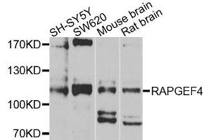 Western blot analysis of extracts of various cells, using RAPGEF4 antibody. (RAPGEF4 Antikörper)