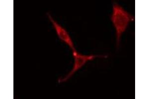 ABIN6275782 staining Hela cells by IF/ICC. (MYL6 Antikörper  (Internal Region))