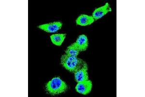 Immunofluorescence (IF) image for anti-Caveolin 2 (CAV2) antibody (ABIN3003848) (Caveolin 2 Antikörper)