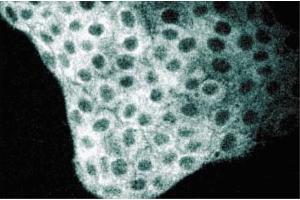 Immunofluorescence staining of MDCK cells (Canine kidney, ATCC CCL-34). (TFCP2 Antikörper  (AA 205-414))