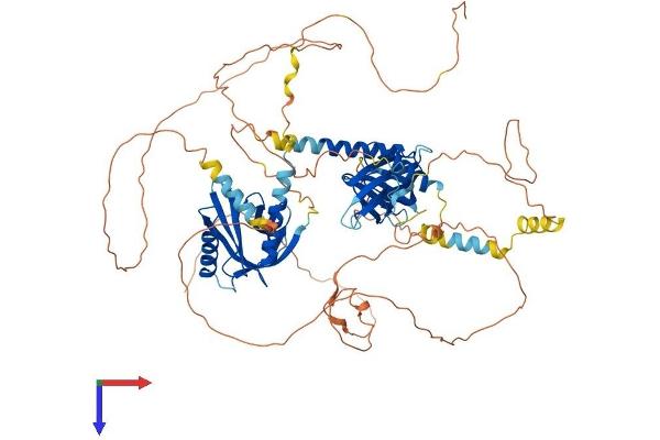 APBB2 Protein (AA 1-758) (His tag)