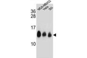 Western Blotting (WB) image for anti-NADH Dehydrogenase (Ubiquinone) 1, Subcomplex Unknown, 2, 14.5kDa (NDUFC2) antibody (ABIN2995814) (NDUFC2 Antikörper)