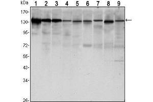 Western Blot showing CDH1 antibody used against LNCAP (1),A431 (2), DU145 (3), PC-3 (4), MCF-7 (5), PC-12 (6), NIH/3T3 (7), C6 (8) and COS7 (9) cell lysate.