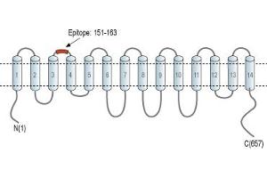 Representative domain view of the target of ABIN7043748.