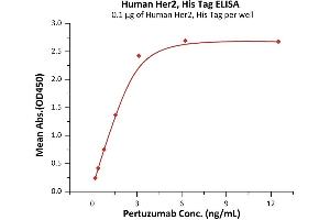 Immobilized Human Her2, His Tag (ABIN2181215,ABIN2181214) at 1 μg/mL (100 μL/well) can bind Pertuzumab with a linear range of 0. (ErbB2/Her2 Protein (AA 23-652) (His tag))