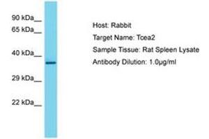 Image no. 1 for anti-Transcription Elongation Factor A2 (TCEA2) (AA 51-100) antibody (ABIN6750254)