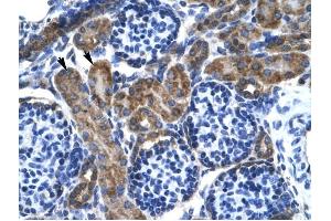 KCNQ2 antibody was used for immunohistochemistry at a concentration of 4-8 ug/ml to stain Epithelial cells of renal tubule (arrows) in Human Kidney.