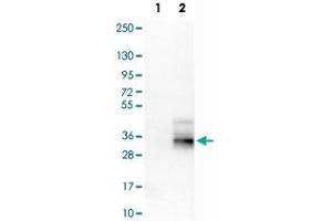Western Blot analysis of Lane 1: negative control (vector only transfected HEK293T cell lysate) and Lane 2: over-expression lysate (co-expressed with a C-terminal myc-DDK tag in mammalian HEK293T cells) with TSPAN7 monoclonal antibody, clone CL0262 .