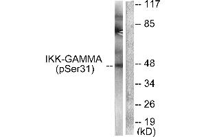Western blot analysis of extracts from 293 cells, treated with TNF-a (20ng /ml, 5mins), using IKK-γ (Phospho-Ser31) Antibody (#A0443). (IKBKG Antikörper  (pSer31))