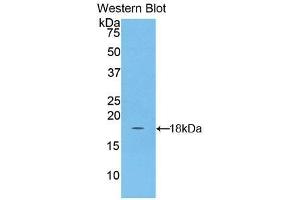 Western Blotting (WB) image for anti-NADH Dehydrogenase (Ubiquinone) 1, alpha/beta Subcomplex, 1, 8kDa (NDUFAB1) (AA 5-129) antibody (ABIN7439897)
