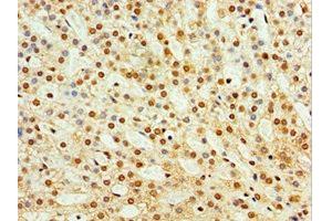 Immunohistochemistry of paraffin-embedded human adrenal gland tissue using ABIN7171561 at dilution of 1:100 (TAF1C Antikörper  (AA 70-320))