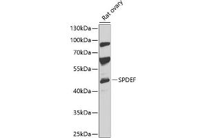 Western blot analysis of extracts of rat ovary, using SPDEF antibody (ABIN6132572, ABIN6148332, ABIN6148334 and ABIN6218364) at 1:1000 dilution. (SPDEF/PSE Antikörper  (AA 1-335))