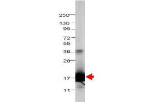 Image no. 1 for anti-Interleukin 1 delta (FIL1d) antibody (ABIN1102534) (FIL1d Antikörper)