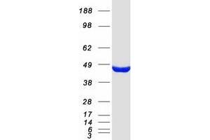 Western Blotting (WB) image for Methionine Adenosyltransferase I, alpha (MAT1A) protein (Myc-DYKDDDDK Tag) (ABIN2725545)