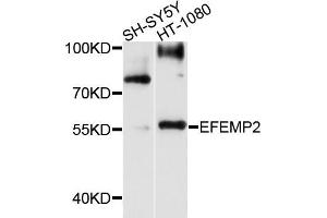 Western blot analysis of extracts of SH-SY5Y and HT-1080 cells, using EFEMP2 antibody.