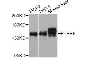 Western blot analysis of extracts of various cell lines, using PTPRF antibody (ABIN3210822) at 1/1000 dilution. (PTPRF Antikörper)