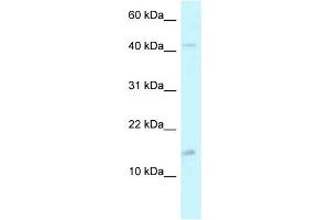 WB Suggested Anti-PCBD2 Antibody Titration: 1. (PCBD2 Antikörper  (C-Term))