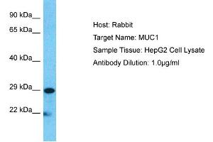 Host:  Rabbit  Target Name:  MUC1  Sample Type:  HepG2 Whole cell lysates  Antibody Dilution:  1. (MUC1 Antikörper  (C-Term))