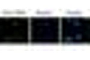 Image no. 1 for anti-F-Box Protein 4 (FBXO4) (N-Term) antibody (ABIN221159) (FBXO4 Antikörper  (N-Term))