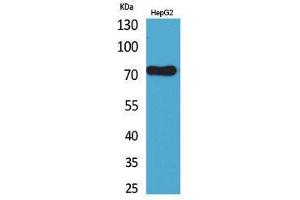 Western Blotting (WB) image for anti-Lymphocyte Antigen 9 (CD229) (Internal Region) antibody (ABIN3187795) (LY9 Antikörper  (Internal Region))