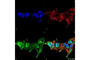 Immunocytochemistry/Immunofluorescence analysis using Mouse Anti-Mitofusin 2 Monoclonal Antibody, Clone S153-5 . (MFN2 Antikörper  (AA 370-600) (Atto 390))