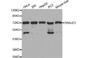 Western Blotting (WB) image for anti-DnaJ (Hsp40) Homolog, Subfamily C, Member 2 (DNAJC2) antibody (ABIN1872303) (DNAJC2 Antikörper)