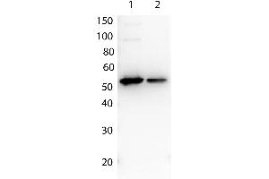 Western Blotting (WB) image for anti-Multiple Tag antibody (ABIN2669901) (Multiple Tag Antikörper)