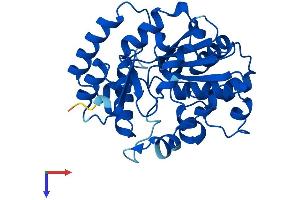 Sulfotransferase Family 3A, Member 1 (SULT3A1) (AA 1-293) protein (His tag)