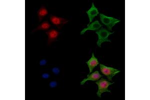 ABIN7094382 and ABIN7098429 staining HepG2 cells by IF/ICC. (NAP1L4 Antikörper  (Internal Region))