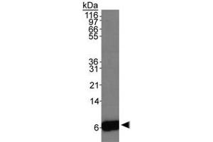 Western blot analysis of S100A6 in HeLa whole cell extracts with S100A6 polyclonal antibody .