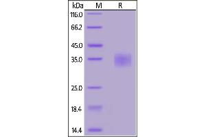 MERS S protein RBD, His Tag on  under reducing (R) condition.