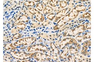ABIN6260842 and ABIN6273209 at 1/100 staining Mouse kidney tissue by IHC-P. (SH3KBP1 Antikörper  (N-Term))