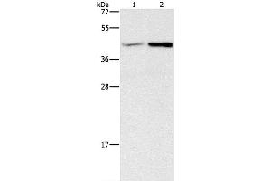 Western Blot analysis of Human fetal brain and Mouse heart tissue using GNB5 Polyclonal Antibody at dilution of 1:550 (GNB5 Antikörper)