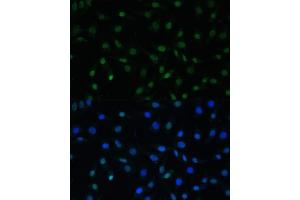Immunofluorescence (IF) image for anti-Heat Shock Factor Protein 1 (HSF1) (AA 350-529) antibody (ABIN6142021)