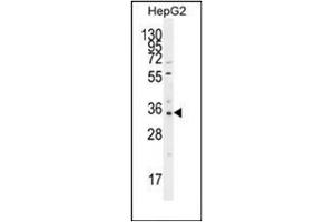 Western blot analysis of OR52I2 Antibody (C-term) in HepG2 cell line lysates (35ug/lane). (OR52I2 Antikörper  (C-Term))