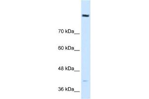 WB Suggested Anti-COBLL1 Antibody Titration:  0. (COBLL1 Antikörper  (N-Term))
