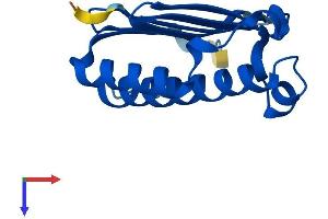 Mago Nashi Homolog 2 Protein (AA 1-146) (His tag)