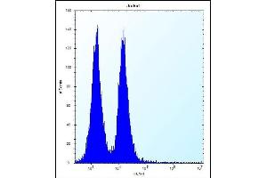 FB Antibody (C-term) (ABIN656167 and ABIN2845497) flow cytometric analysis of Jurkat cells (right histogram) compared to a negative control cell (left histogram). (MAFB Antikörper  (C-Term))