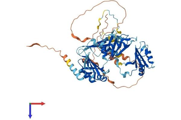 RBM46 Protein (AA 1-533) (His tag)