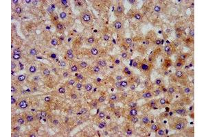 IHC image of ABIN7169389 diluted at 1:200 and staining in paraffin-embedded human liver tissue performed on a Leica BondTM system. (PON3 Antikörper  (AA 269-335))