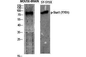 Western Blot (WB) analysis of specific cells using Phospho-Stat1 (Y701) Polyclonal Antibody. (STAT1 Antikörper  (pTyr701))