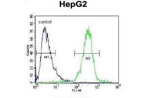 Flow Cytometry (FACS) image for anti-Insulin-Like Growth Factor 2 mRNA Binding Protein 2 (IGF2BP2) antibody (ABIN2995531) (IGF2BP2 Antikörper)