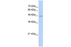 WB Suggested Anti-TAF7L Antibody Titration: 0. (TAF7L Antikörper  (Middle Region))
