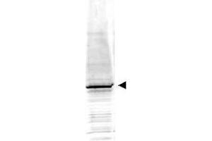 Image no. 1 for anti-Early Growth Response 1 (EGR1) (AA 94-108) antibody (ABIN401280)