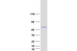 Validation with Western Blot (PTPRO Protein (Transcript Variant 5) (Myc-DYKDDDDK Tag))