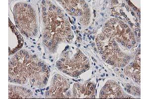 Immunohistochemical staining of paraffin-embedded Human Kidney tissue using anti-ARFGAP1 mouse monoclonal antibody. (ARFGAP1 Antikörper)