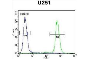 CMKOR1 Antibody (C-term) flow cytometric analysis of U251 cells (right histogram) compared to a negative control cell (left histogram). (CXCR7 Antikörper  (C-Term))